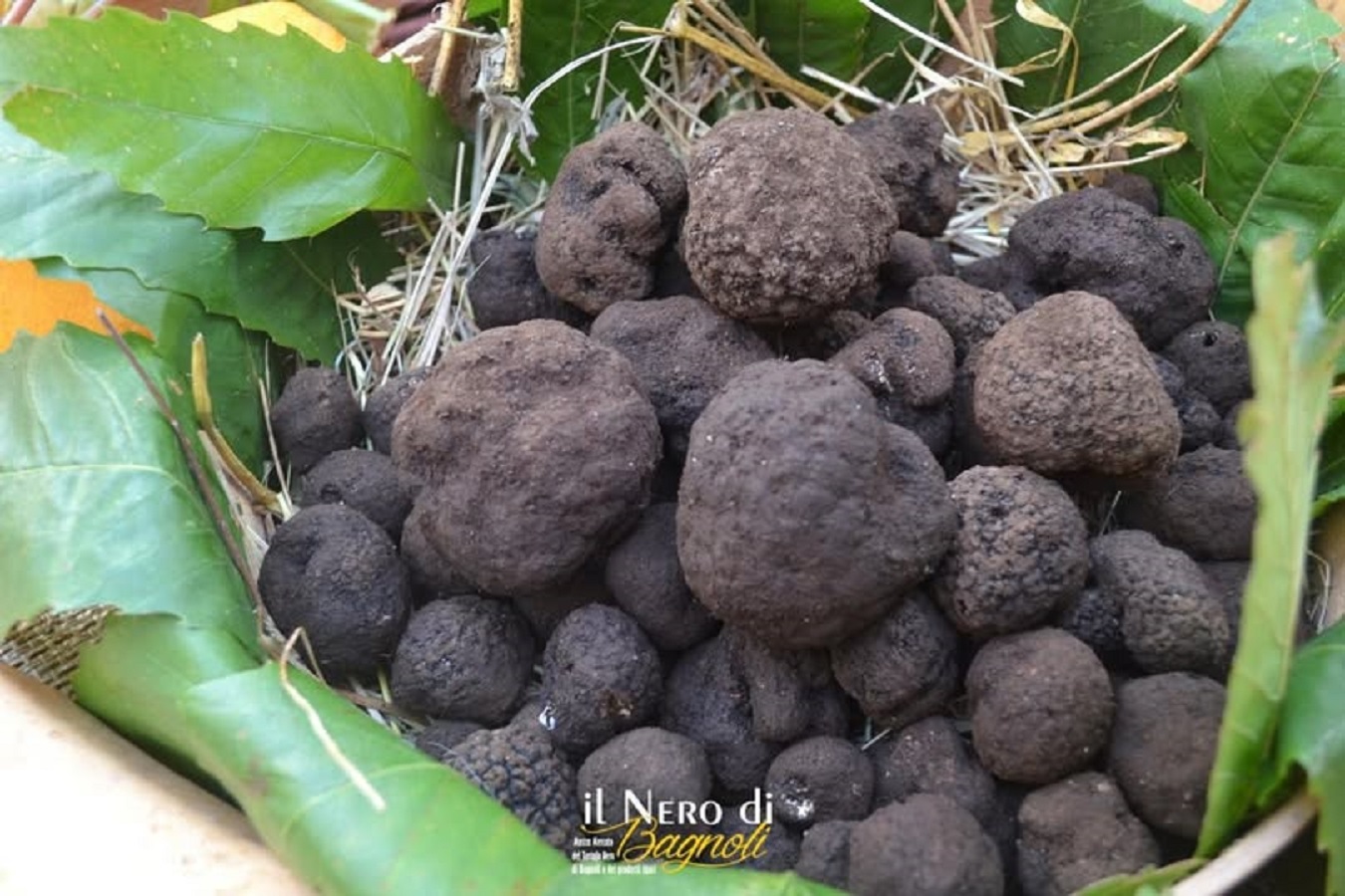 Il Nero di Bagnoli 2025 Tartufo e castagna